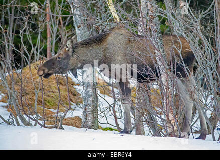 Elk, alci europea (Alces alces alces), mangiando le alci mucca in inverno, Norvegia, Troms Foto Stock