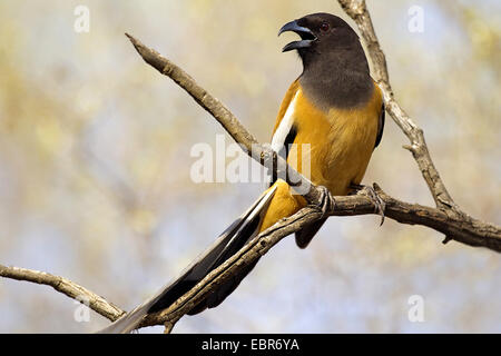 Albero indiano pie (Dendrocitta vagabunda), seduto su un ramo chiamando, India, Ranthambhore Foto Stock