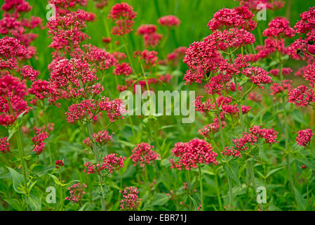 Red valeriana, valeriana, Giove, barba sperone di Valeriano (Centranthus ruber), fioritura, Germania, Baden-W├╝rttemberg Foto Stock