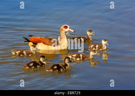 Oca egiziana (Alopochen aegyptiacus), con pulcini, nuoto, Germania Foto Stock