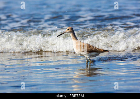 Willet (Catoptrophorus semipalmatus), la ricerca di cibo nella zona oscillante, Costa Rica Foto Stock