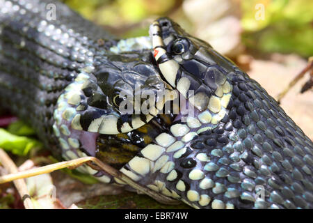 Biscia dal collare (Natrix natrix), serie immagine 17, due serpenti in lotta per una rana, Germania, Meclemburgo-Pomerania Occidentale Foto Stock