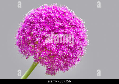 Allium giganteum (Allium giganteum), infiorescenza Foto Stock