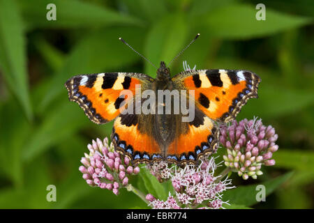 Piccola tartaruga (Aglais urticae, Nymphalis urticae), poggiante sulla canapa-agrimonia, Eupatorium cannabinum, Germania Foto Stock