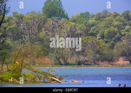 Cormorano (Phalacrocorax carbo), colonia nidificazione in una foresta di aree inondabili, in Germania, in Baviera, Achendelta Foto Stock