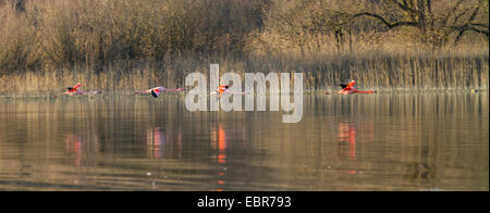 Fenicottero maggiore, American flamingo, Caribbean Flamingo (Phoenicopterus ruber ruber), truppa battenti vicino al di sopra dell'acqua del Chiemsee, in Germania, in Baviera, il Lago Chiemsee Foto Stock