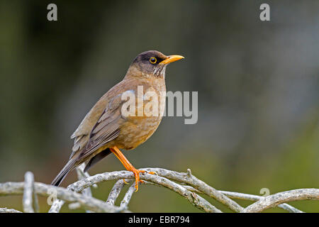 Austral tordo (Turdus falcklandii), sittin su un recinto, Antartide, Isole Falkland, Isole Falkland Foto Stock