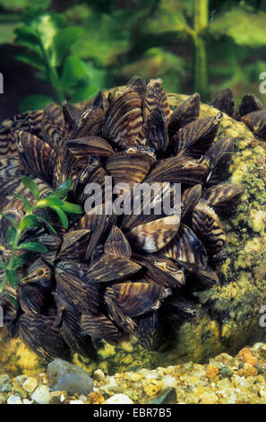 Zebra mussel molti-sagomato, dreissena cozza d'acqua dolce (Dreissena polymorpha), gruppo su una pietra, Germania Foto Stock