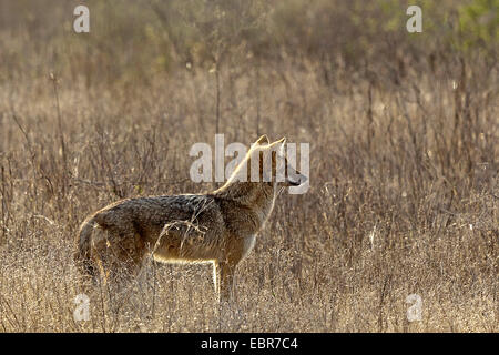 Golden jackal (Canis aureus), femmina in un prato a secco, India, Ranthambhore Foto Stock