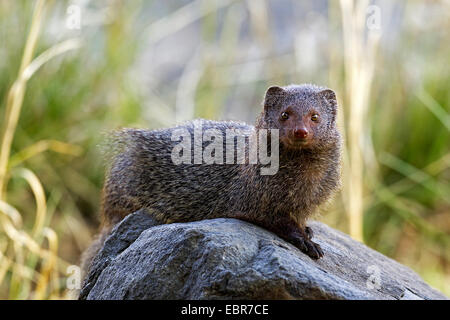 Indiano La Mangusta grigio, grigio comune Mongoose (Herpestes edwardsii), che poggiano su di una pietra, India, Ranthambhore Foto Stock