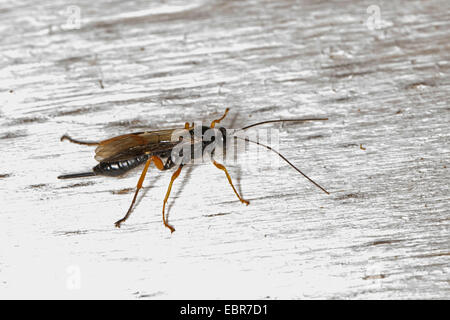 Ichneumon, parassitarie wasp (Pimpla spec.), femmina, Germania Foto Stock