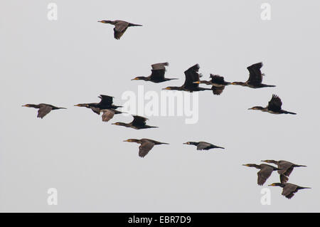 Cormorano (Phalacrocorax carbo), Cormorani in volo, Germania, Bassa Sassonia, Spiekeroog Foto Stock