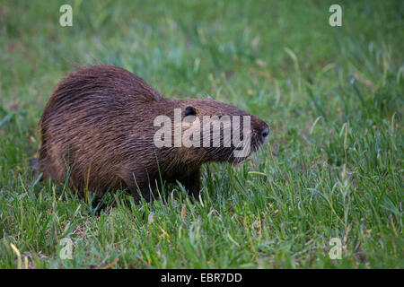 Coypu, nutria (Myocastor coypus), in un prato, Germania Foto Stock