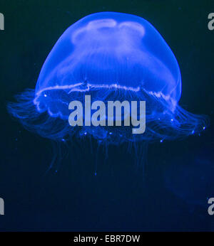 Luna jelly, comune medusa (Aurelia aurita), nuoto, Germania, Meclemburgo-Pomerania Occidentale