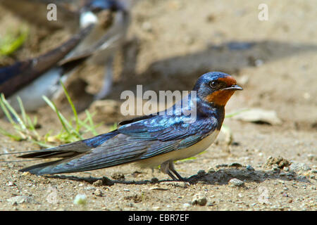 Barn swallow (Hirundo rustica), sul terreno, Germania Foto Stock