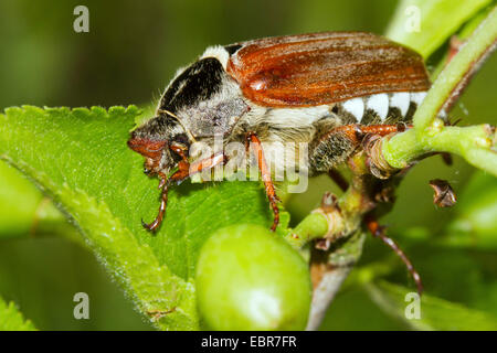 Comune, cockchafer maybug (Melolontha melolontha), alimentando una foglia di un albero di prugna, Germania Foto Stock