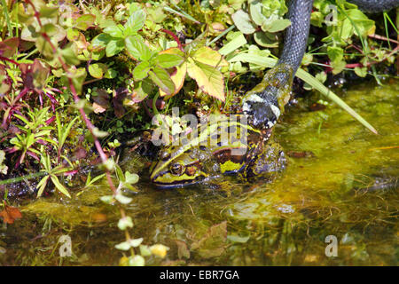 Biscia dal collare (Natrix natrix), ha catturato una rana Unione rana verde, comune rana verde, Germania, Meclemburgo-Pomerania Occidentale Foto Stock