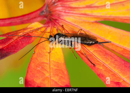 Ichneumon, parassitarie wasp (Pimpla spec.), femmina, Germania Foto Stock