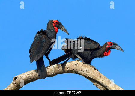 Massa meridionale hornbill, massa hornbill (Bucorvus leadbeateri, Bucorvus cafer), coppia su un ramo, Kenia Masai Mara National Park Foto Stock