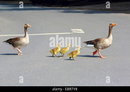 Graylag goose (Anser anser), adulti con pulcini di attraversare una via, Germania Foto Stock