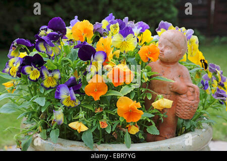 Pansy, Pansy Violet (Viola x wittrockiana, Viola wittrockiana, Viola hybrida), pansies con giardino scultura, Germania Foto Stock