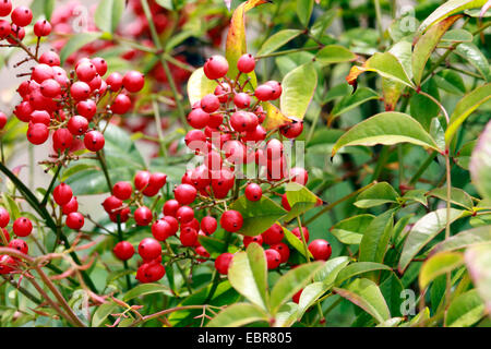 Nandina, Celeste, bambù bambù sacro (Nandina domestica), il ramo con frutti, in Germania, in Renania settentrionale-Vestfalia Foto Stock