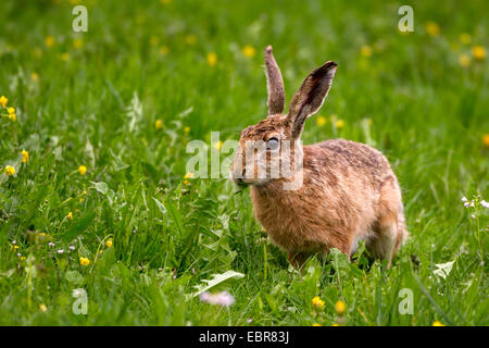 European hare, Brown hare (Lepus europaeus), feeding on dandelion, Germany, Bad Wuennenberg Foto Stock