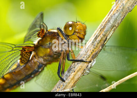 Ampia corposo libellula, ampia corposo chaser (Libellula depressa), femmina poggiano su uno stelo, Germania Foto Stock