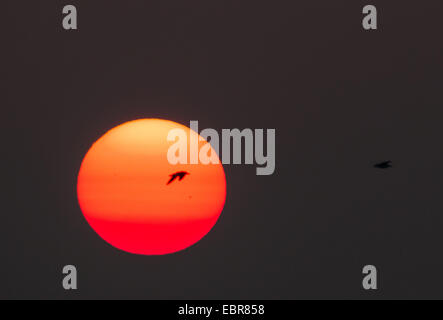 Macchie solari e uccelli, Germania, Bassa Sassonia, Spiekeroog Foto Stock