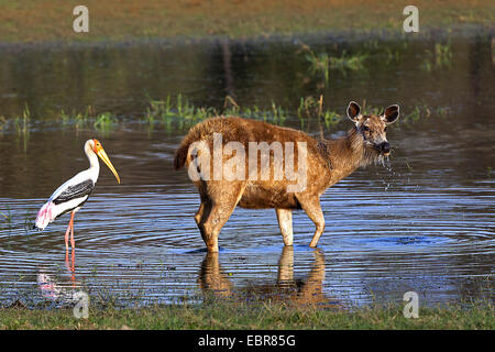 Sambar cervi, sambar (Rusa unicolor, Cervus unicolor), femmina con cicogna dipinta in acque poco profonde, India, Ranthambhore Foto Stock