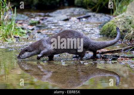 Unione Lontra di fiume, Lontra europea, lontra (Lutra lutra), sull'alimentazione sulla riva di un fiume, Germania Foto Stock