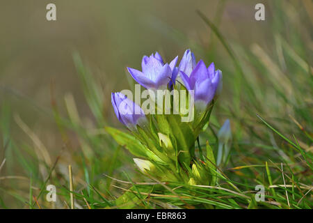 Il tedesco genziana, Chiltern genziana (Gentiana germanica, Gentianella germanica), fioritura, Germania Foto Stock