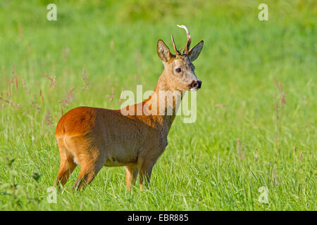 Il capriolo (Capreolus capreolus), il capriolo in un prato, Germania Foto Stock