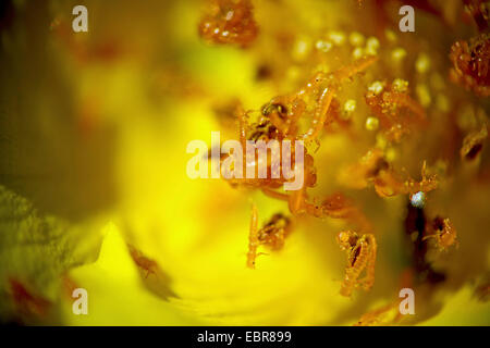 Coleottero dell'olio, olio nero beetle (Meloe proscarabaeus), larve di attesa per api selvatiche in un fiore, Germania Foto Stock