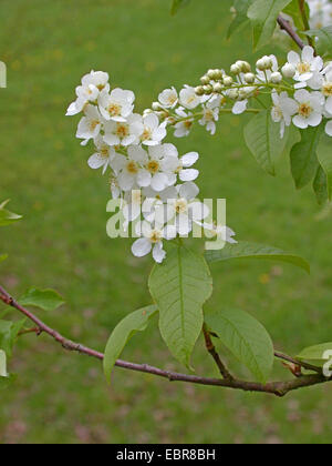 Uccello europeo ciliegio (Prunus padus, Padus avium), filiale di fioritura, Germania Foto Stock