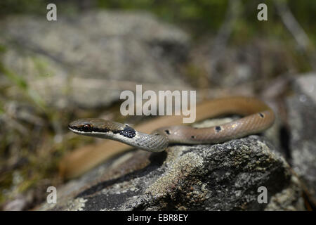 Collare corridore nana, rosso frusta Snake (Platyceps collaris, Coluber rubriceps ), avvolgimento su pietre, Bulgaria, Biosphaerenreservat Ropotamo Foto Stock