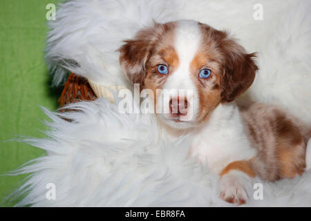 Miniatura pastore australiano (Canis lupus f. familiaris), sei settimane vecchio cucciolo, Red Merle Foto Stock