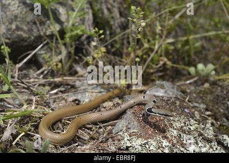 Collare corridore nana, rosso frusta Snake (Platyceps collaris, Coluber rubriceps ), avvolgimento su pietre lichened, Bulgaria, Biosphaerenreservat Ropotamo Foto Stock