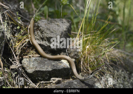 Collare corridore nana, rosso frusta Snake (Platyceps collaris, Coluber rubriceps ), avvolgimento su pietre, Bulgaria, Biosphaerenreservat Ropotamo Foto Stock