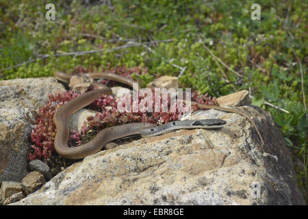 Collare corridore nana, rosso frusta Snake (Platyceps collaris, Coluber rubriceps ), avvolgimento su pietre, Bulgaria, Biosphaerenreservat Ropotamo Foto Stock