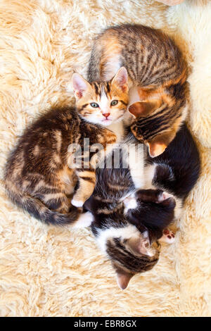 Il gatto domestico, il gatto di casa (Felis silvestris f. catus), quattro stanco gattini cuddling fino, Germania Foto Stock