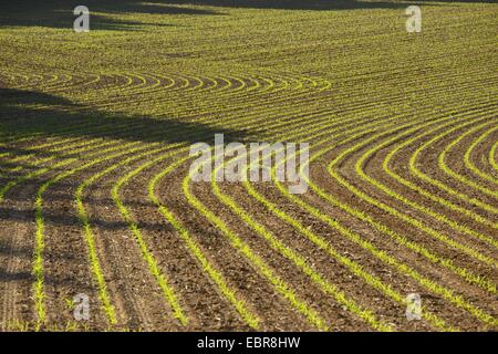 Freschi piantati campo di mais, in Germania, in Baviera, Oberpfalz Foto Stock