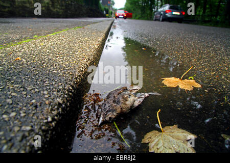 Singbird morto in una pioggia-wet grondaia, Germania Foto Stock