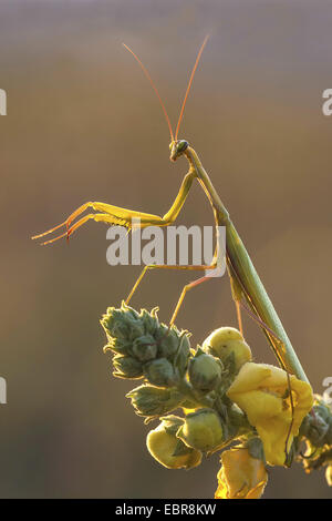 Unione depredavano mantis (mantide religiosa), seduto su un Molène, in agguato, Germania Foto Stock