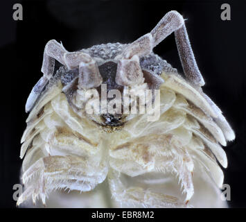 Comune woodlouse ruvida, giardino woodlouse, Slater, scabby seminare bug (Porcellio scaber), macro colpo di cephalothorax, femmina Foto Stock