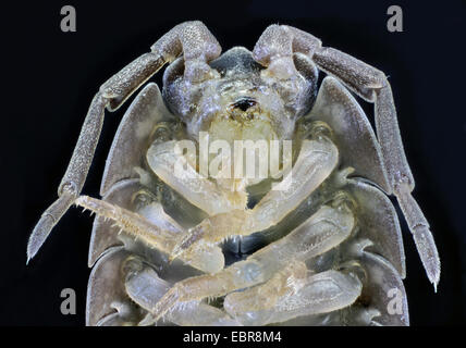 Comune woodlouse ruvida, giardino woodlouse, Slater, scabby seminare bug (Porcellio scaber), macro colpo di cephalothorax, femmina Foto Stock