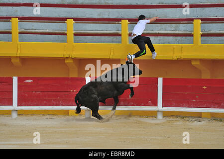 Gli animali domestici della specie bovina (Bos primigenius f. taurus), la corrida formazione, Bull inseguono il torero fuori dell'arena, Francia Foto Stock