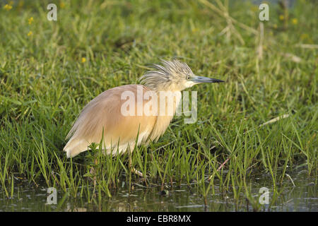 Sgarza ciuffetto (Ardeola ralloides), in piedi in acqua a riva, STATI UNITI D'AMERICA, Florida Everglades National Park, Everglades NP Foto Stock