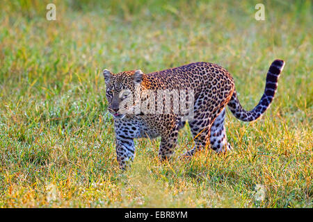 Leopard (Panthera pardus), passeggiate in un prato, Kenia Masai Mara National Park Foto Stock