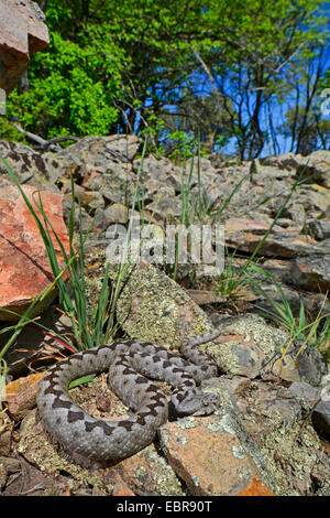 Naso-cornuto viper, vipera cornuta, a becco lungo viper (Vipera ammodytes, Vipera ammodytes montandoni), Lys sulle rocce, Bulgaria, Biosphaerenreservat Ropotamo Foto Stock